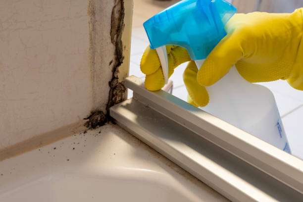 Best Basement Mold Remediation in Croydon, PA