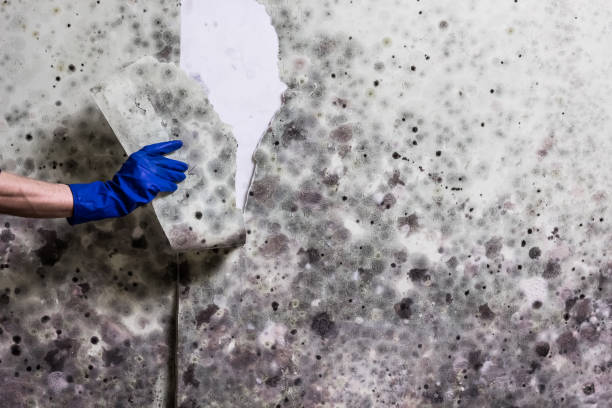 Best Emergency Mold Remediation in Croydon, PA